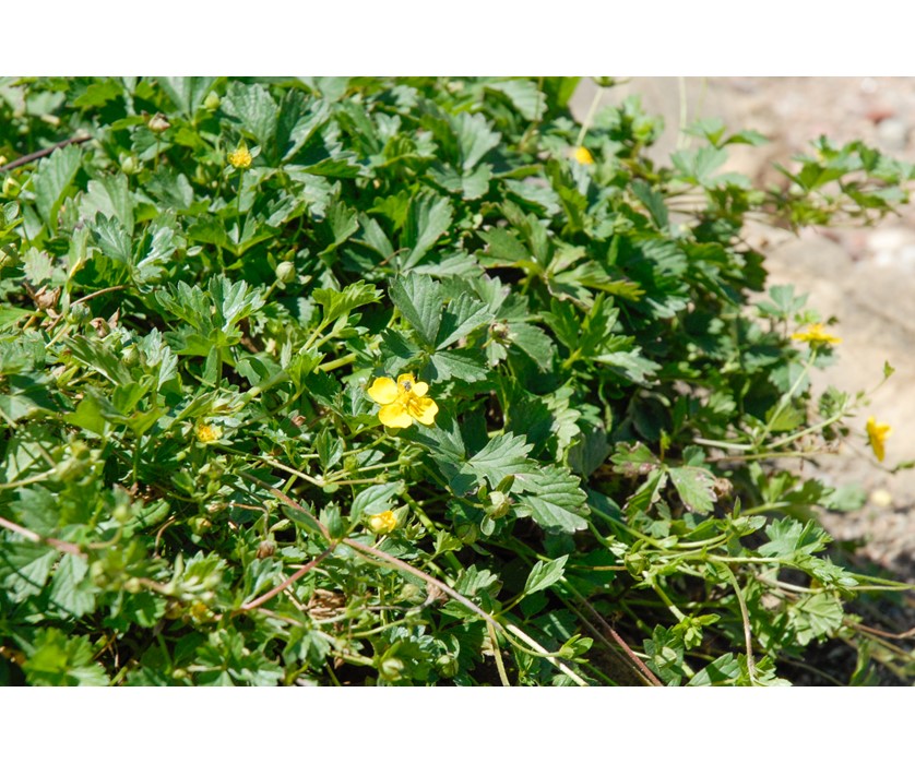 Creeping Cinquefoil